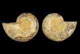 Cut & Polished Agatized Ammonite Fossil (Pair)- Jurassic #131669-1